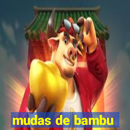 mudas de bambu